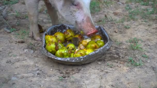 Grisar äter äpplen från bassängen — Stockvideo