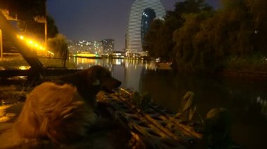bir köpek nehirler gece yakasında, gece şehir ışıkları arka planı