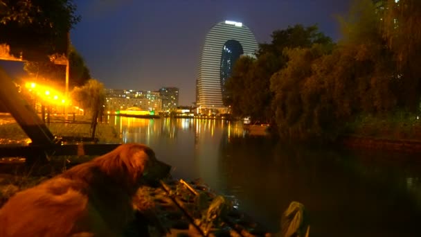Um cão na margem noturna dos rios, no fundo das luzes noturnas da cidade — Vídeo de Stock