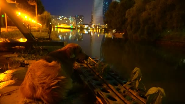 Bir köpek nehirler gece yakasında, gece şehir ışıkları arka planı — Stok video