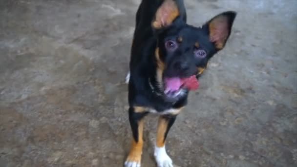 Hondje schattig eten van een stukje worst — Stockvideo