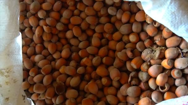 Hand of a young man sorting through hazelnuts in a bag — Stock Video