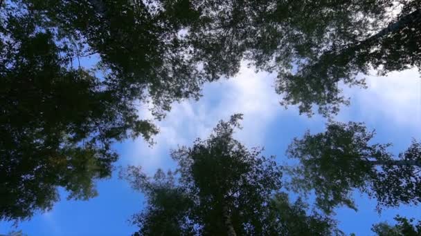 Низький кут камери вистрілив через пишні, ліс Тихоокеанському Північно-Заході показує високий, старовікових дерев — стокове відео