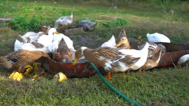Balsa de patos domésticos tomando un baño de cerca — Vídeos de Stock