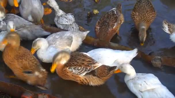 Raft de patos domésticos tendo um banho de perto — Vídeo de Stock