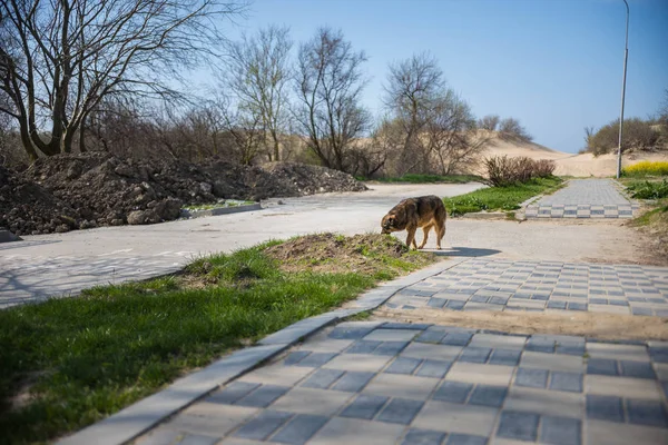 Kent parkta yürüyen köpek. Yaz geliyor
