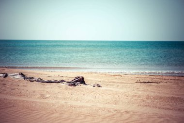 kum plajında çürük ve yanmış odun yatıyor