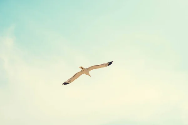 Flygande Fåglar Nära Havet Bakgrunden Moln — Stockfoto