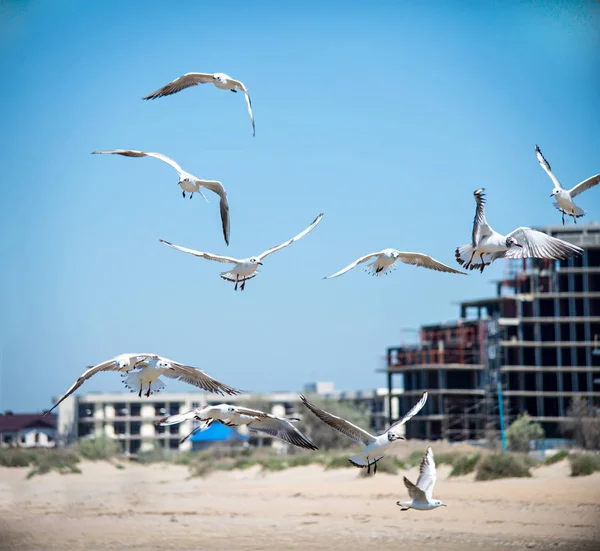 birds seagulls in a small sea Bay looking for food