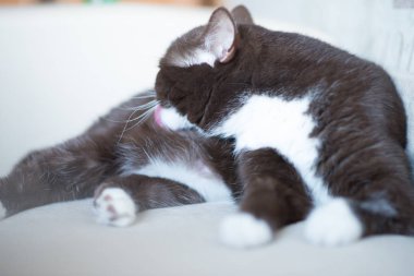 İngiliz kedi kanepede yatan doğurmak ve kendini yıkar