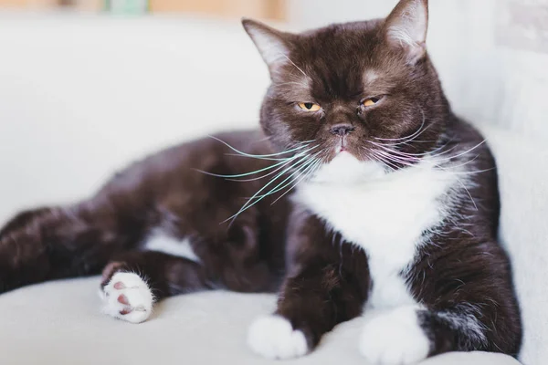 İngiliz kedi ve sadece kanepede yatan uyandım