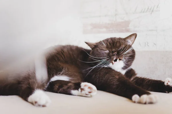 İngiliz kedi ve sadece kanepede yatan uyandım