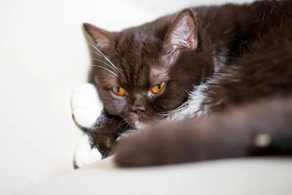kedi uyuyordum ve uyandım ve mesafe içine görünüyor