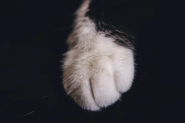 Kedi uyuyor ve onun ayak üzerinde siyah bir arka plan olduğunu