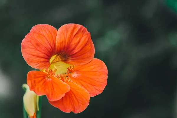 Doğa ve bitkiler makro fotoğrafçılıkta güzellik