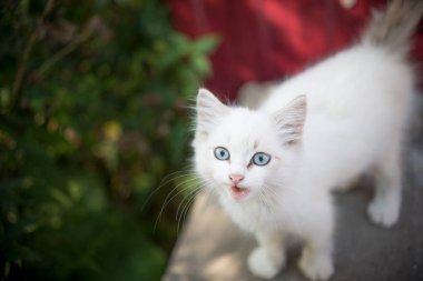 güzel gözleri çocukların ilgisini çekmek küçük bir yavru kedi