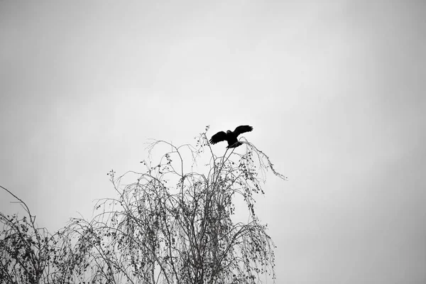 Black crows fly autumn day on Halloween — Stock Photo, Image