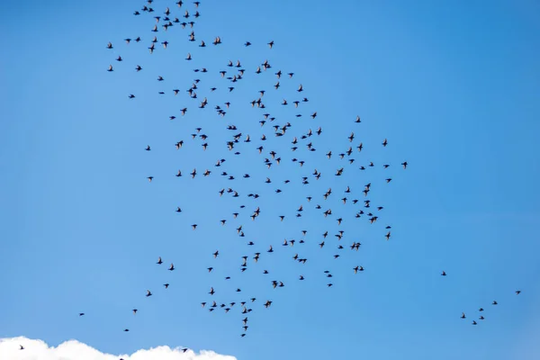 Muitos pássaros estão voando contra o céu azul e nuvens — Fotografia de Stock