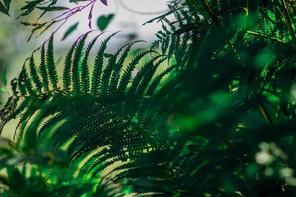 yeşil fern kartpostal dekorasyon için uygundur