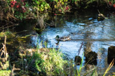 nehirde, bir mevsim içinde ördek yüzüyor