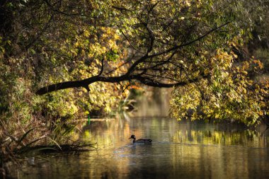 nehirde, bir mevsim içinde ördek yüzüyor