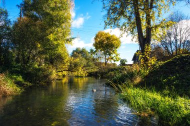 nehirde, bir mevsim içinde ördek yüzüyor