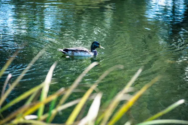 Duck Swimming Lake Trees — Stock Photo, Image