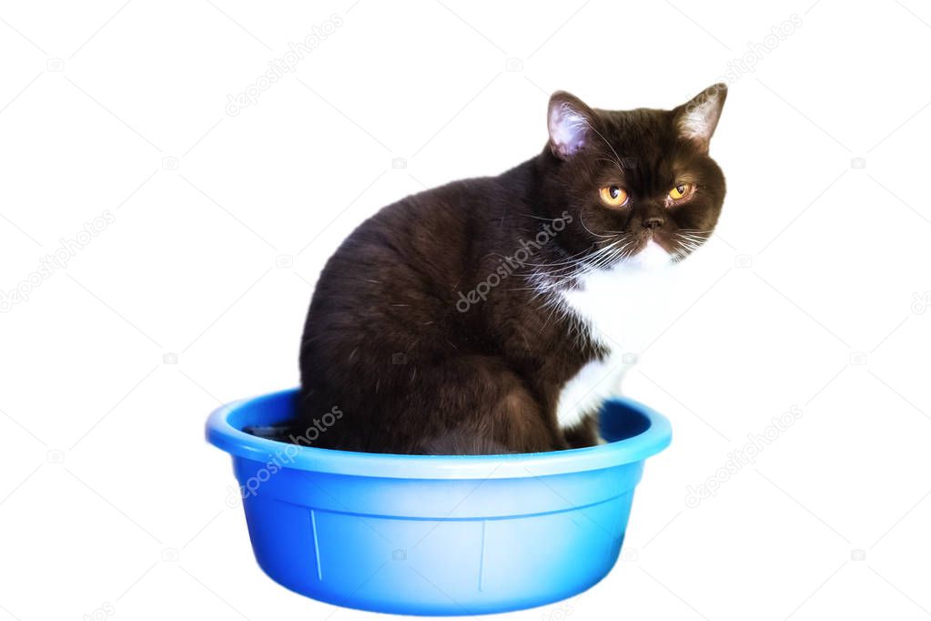 a cat sits in a basket or bowl on an isolated white background