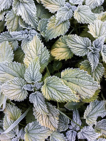 Winter plants texture background. Nettle leaves in hoarfrost overhead view