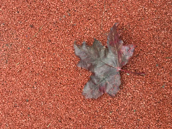 Fall background. Red maple leaf on red playing ground surface copyspace top view