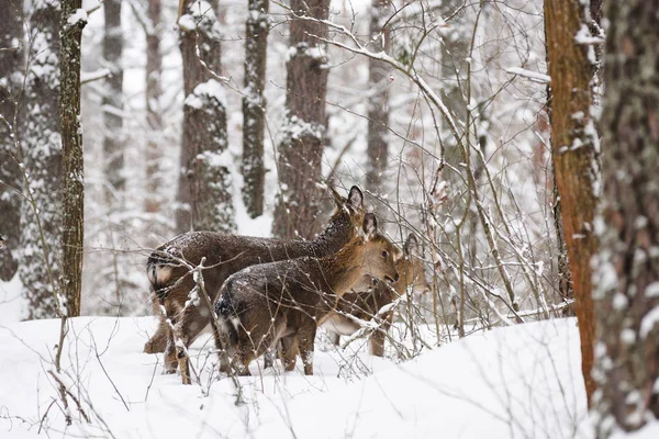 Animals in the wild. Spotted Cervus deer herd foraging in winter forest in deep snow selective focus