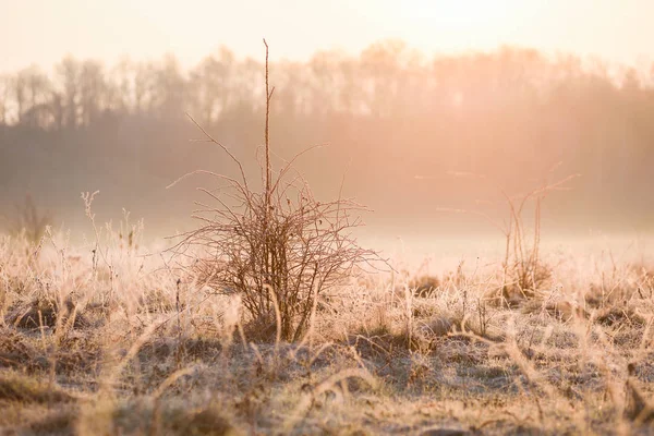 Quiet wasteland landscape. Dry grass and bushes in hoarfrost and