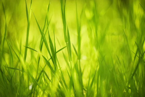 Bright green grass close up. Natural background texture