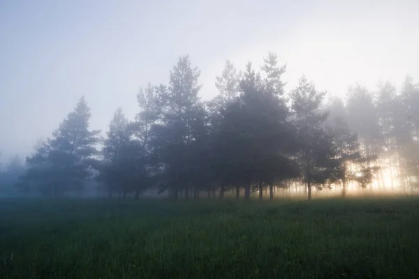 Peaceful scene with pine trees in fog in summer morning