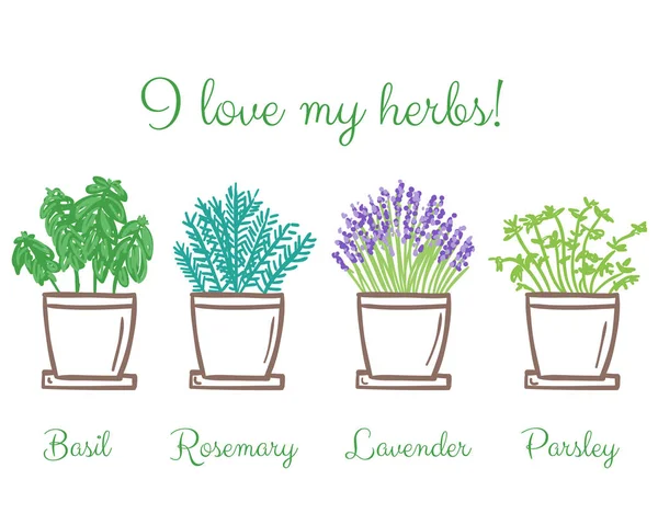 Collection Frest Garden Herbs Pots Hand Drawn Illustration — Stock Vector