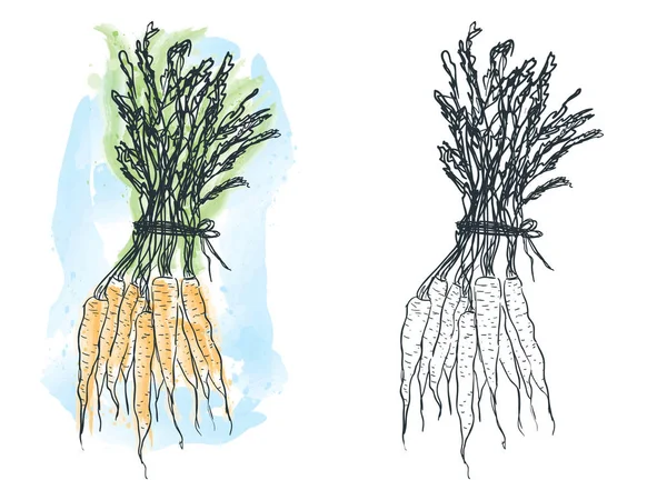 Illustration Hand Drawn Carrot Watercolor Artwork — Stock Vector