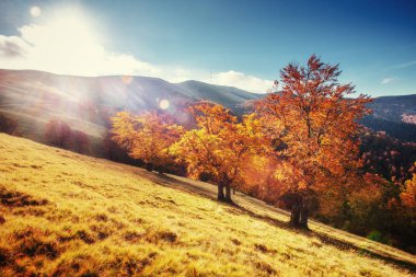 Sonbahar sezonu Karpat dağlarında dağ. Fantastik günbatımı. Ukrayna, Europe.