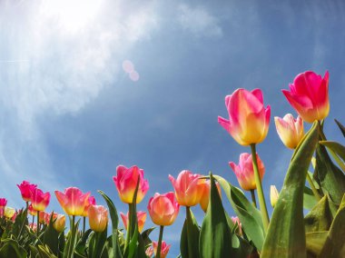 güneş ışığı kırmızı lale alan aracılığıyla. Güzellik Dünya Holland