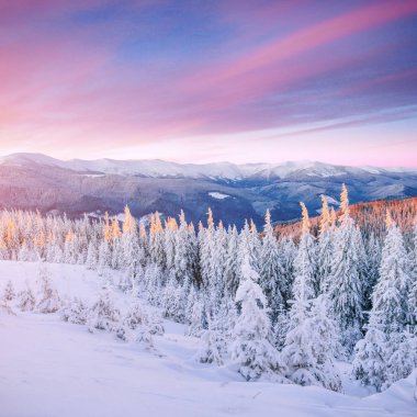 Kışın gizemli kış manzara görkemli dağlar. Büyülü kar kaplı ağaç. Tatil beklentisiyle. Dramatik kış sahne. Karpat. Ukrayna. Yeni Yılınız Kutlu Olsun.
