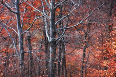 Dramatik sahne. Ekim. Çiçekler, Don, frost ve dalları çizim büyülü birleşimi. İlk kış gün muhteşem manzaralarını. Karpat, Ukrayna, Europe.