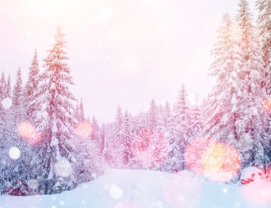 Kışın gizemli kış manzara görkemli dağlar. Sihirli kış kar kaplı ağaç. Dramatik sahne. Bokeh ışık efekti, yumuşak filtre. Karpat. Ukrayna. Europe