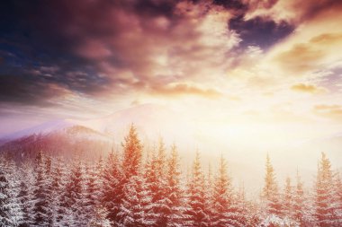 Kışın gizemli kış manzara görkemli dağlar. Sihirli kış kar kaplı ağaç. Karpat, Ukrayna. Europe