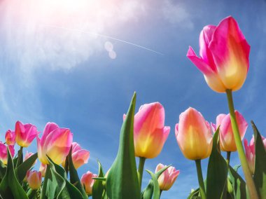 güneş ışığı kırmızı lale alan aracılığıyla. Güzellik Dünya Holland