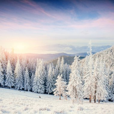 Kışın gizemli kış manzara görkemli dağlar. Sihirli kış kar kaplı ağaç. Europe