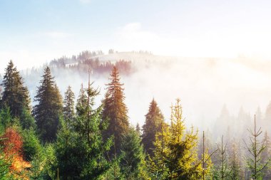 Gün ışığında yeşil orman sabah erken. Dağlarda fantastik sis. Ekim ayında erken kış gün. Karpatlar. Ukrayna, Europe.
