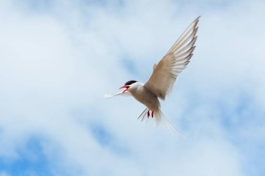 Arctic tern on white background - blue clouds Iceland clipart