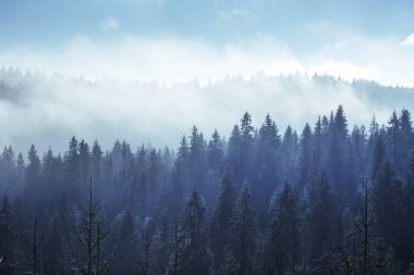 Trees in the fog and clouds Carpathians. Ukraine. Europe clipart