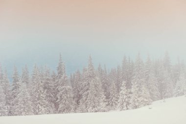 kış manzara ağaçlar Don ve sis.