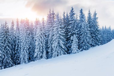 Kışın gizemli kış manzara görkemli dağlar. Büyülü kar kaplı ağaç. Tatil beklentisiyle. Dramatik kış sahne. Karpat. Ukrayna. Yeni Yılınız Kutlu Olsun.