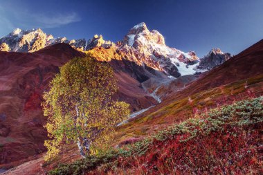 Sonbahar manzara ve karlı dağ zirveleri. Huş ağacı orman güneş ışığı altında. Ana Kafkas Ridge. Mountain View Dağı dır Mheyer, Gürcistan Avrupa'dan
